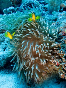 Heteractis crispa, Amphiprion bicinctus