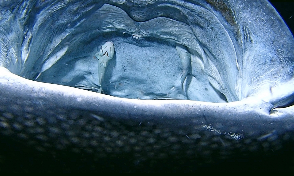 Rhincodon typus, Rémora (Vidéo d'un participant de la croisière, Merci)