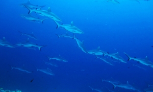 Carcharhinus amblyrhynchos