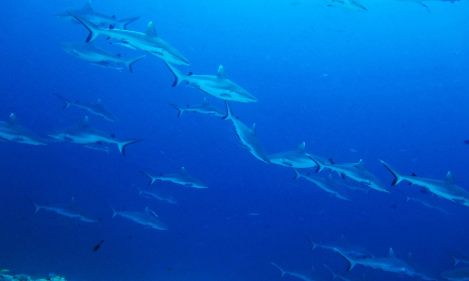 Carcharhinus amblyrhynchos