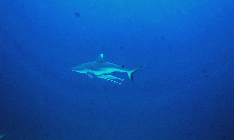 Carcharhinus amblyrhynchos Echeneis naucrates