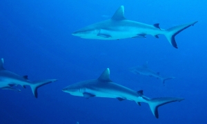 Carcharhinus amblyrhynchos