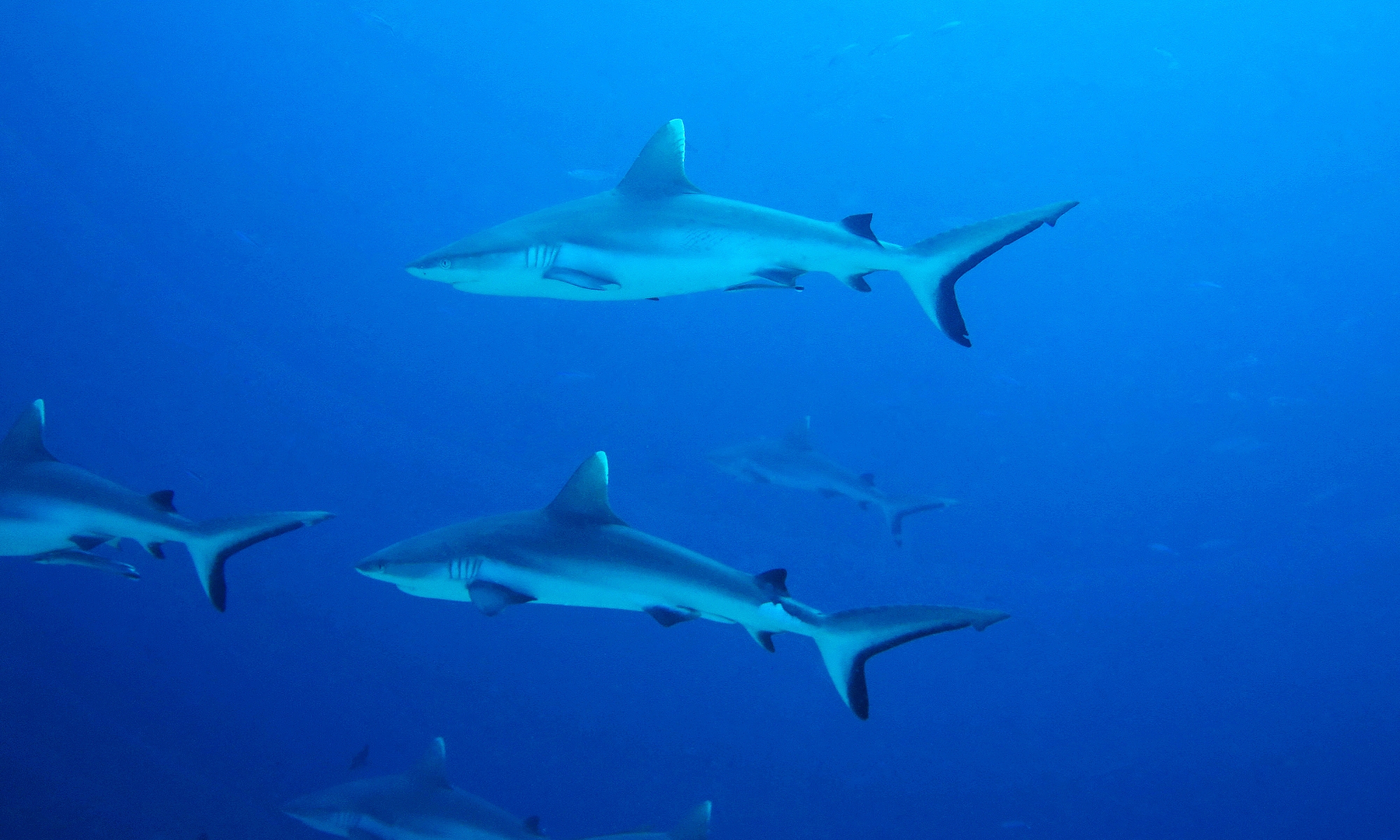 Carcharhinus amblyrhynchos