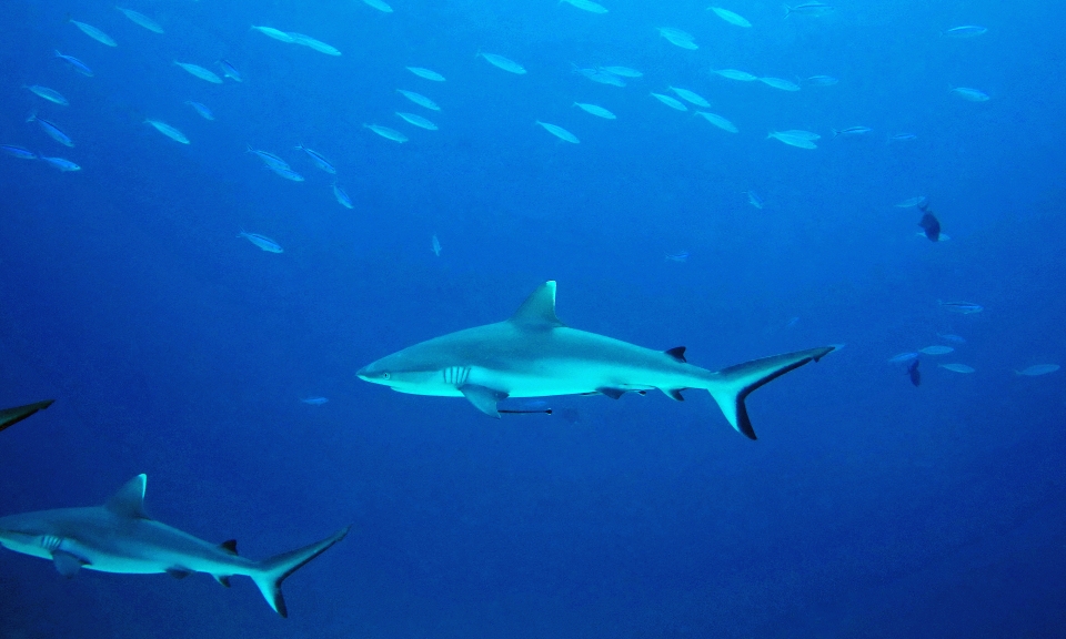 Carcharhinus amblyrhynchos, Echeneis naucrates