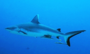 Carcharhinus amblyrhynchos, Echeneis naucrates