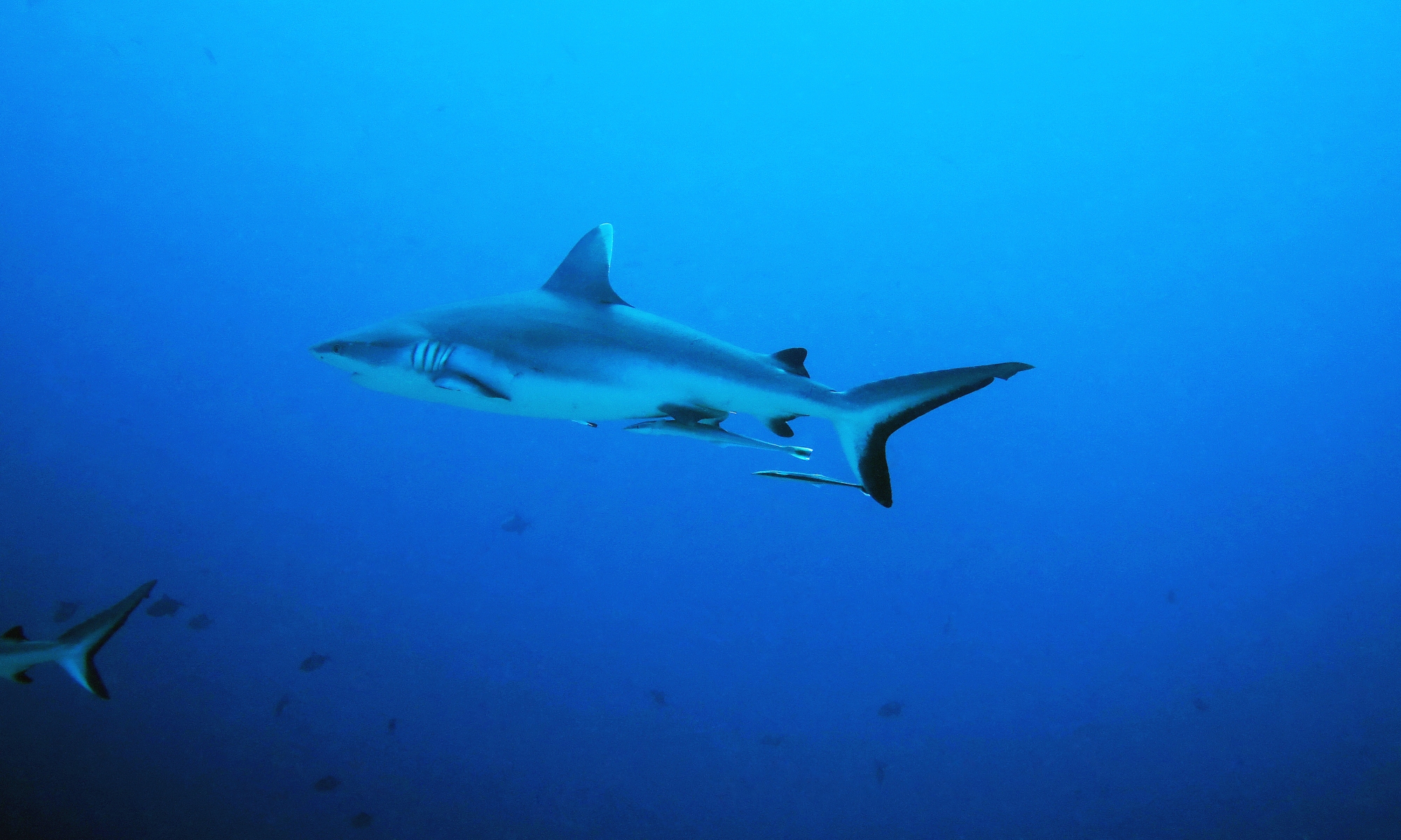 Carcharhinus amblyrhynchos, Echeneis naucrates