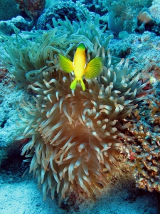 Heteractis crispa, Amphiprion bicinctus