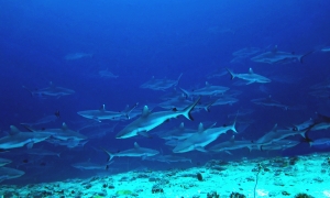 Carcharhinus amblyrhynchos