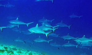 Carcharhinus amblyrhynchos