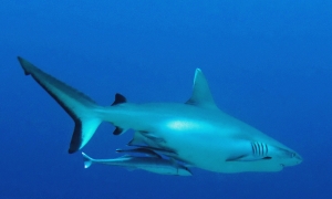 Carcharhinus amblyrhynchos, Echeneis naucrates