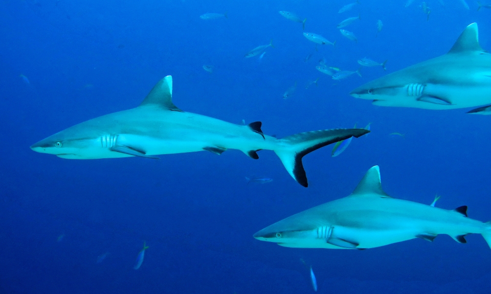 Carcharhinus amblyrhynchos