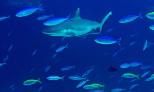 Carcharhinus amblyrhynchos, Echeneis naucrates, Caesio xanthonota, Pterocaesio tile