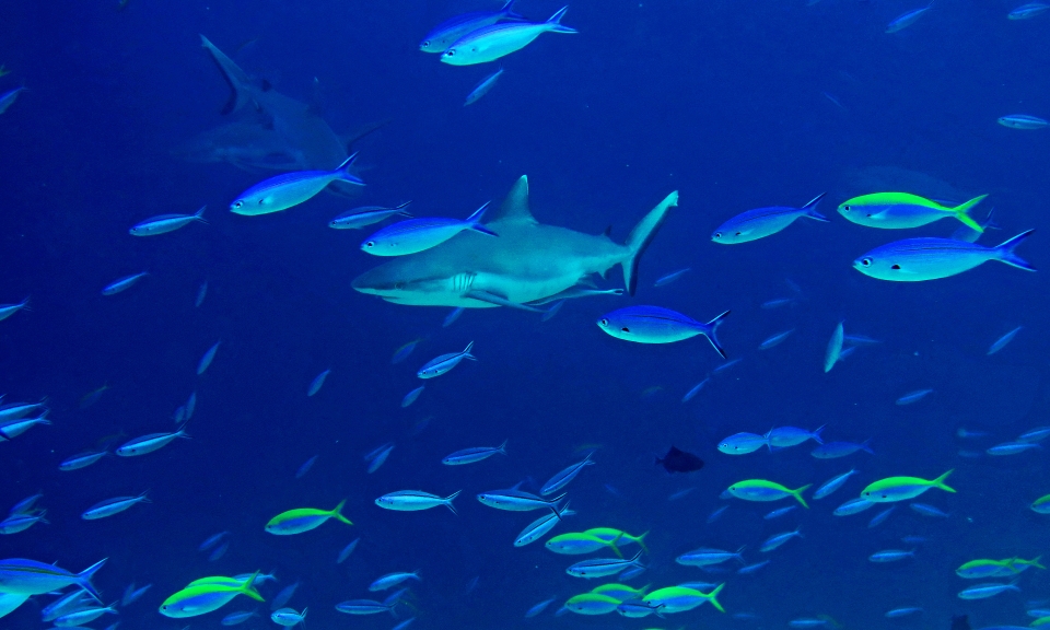 Carcharhinus amblyrhynchos, Echeneis naucrates, Caesio xanthonota, Pterocaesio tile