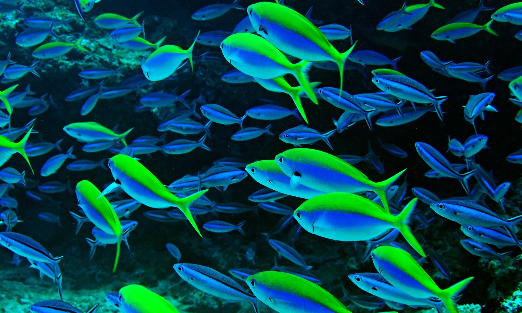 Caesio xanthonota, Pterocaesio tile