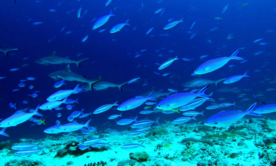 Caesio varilineata, Pterocaesio tile, Caesio xanthonota, Carcharhinus amblyrhynchos