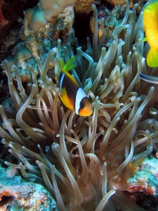 Amphiprion bicinctus