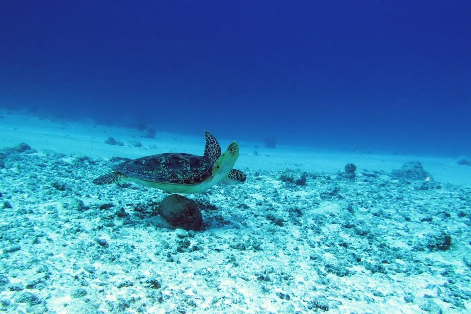 Chelonia mydas