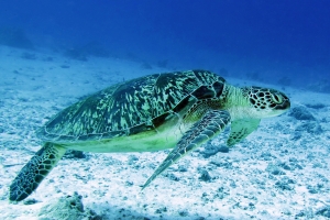 Chelonia mydas