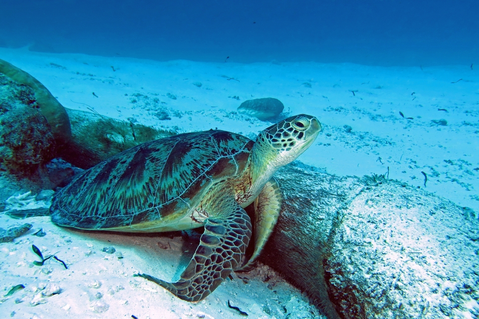 Chelonia mydas