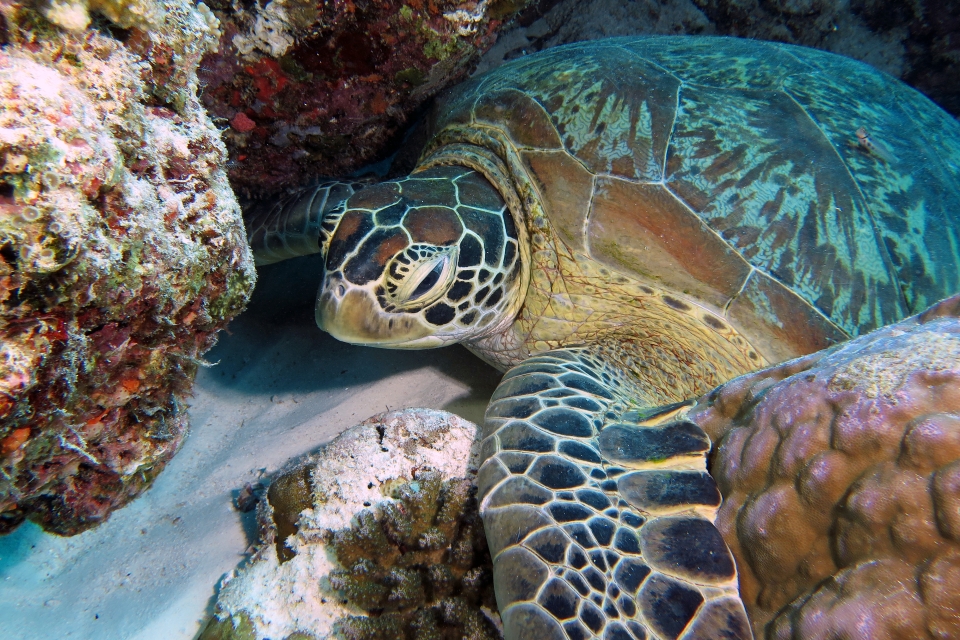 Chelonia mydas