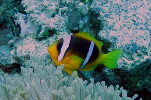 Amphiprion bicinctus