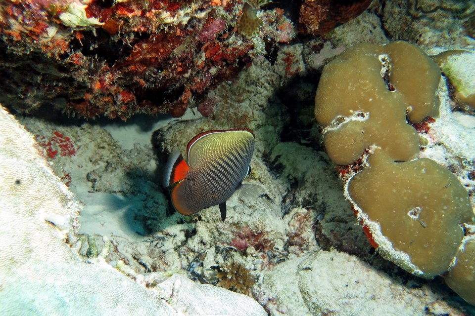 Chaetodon collare