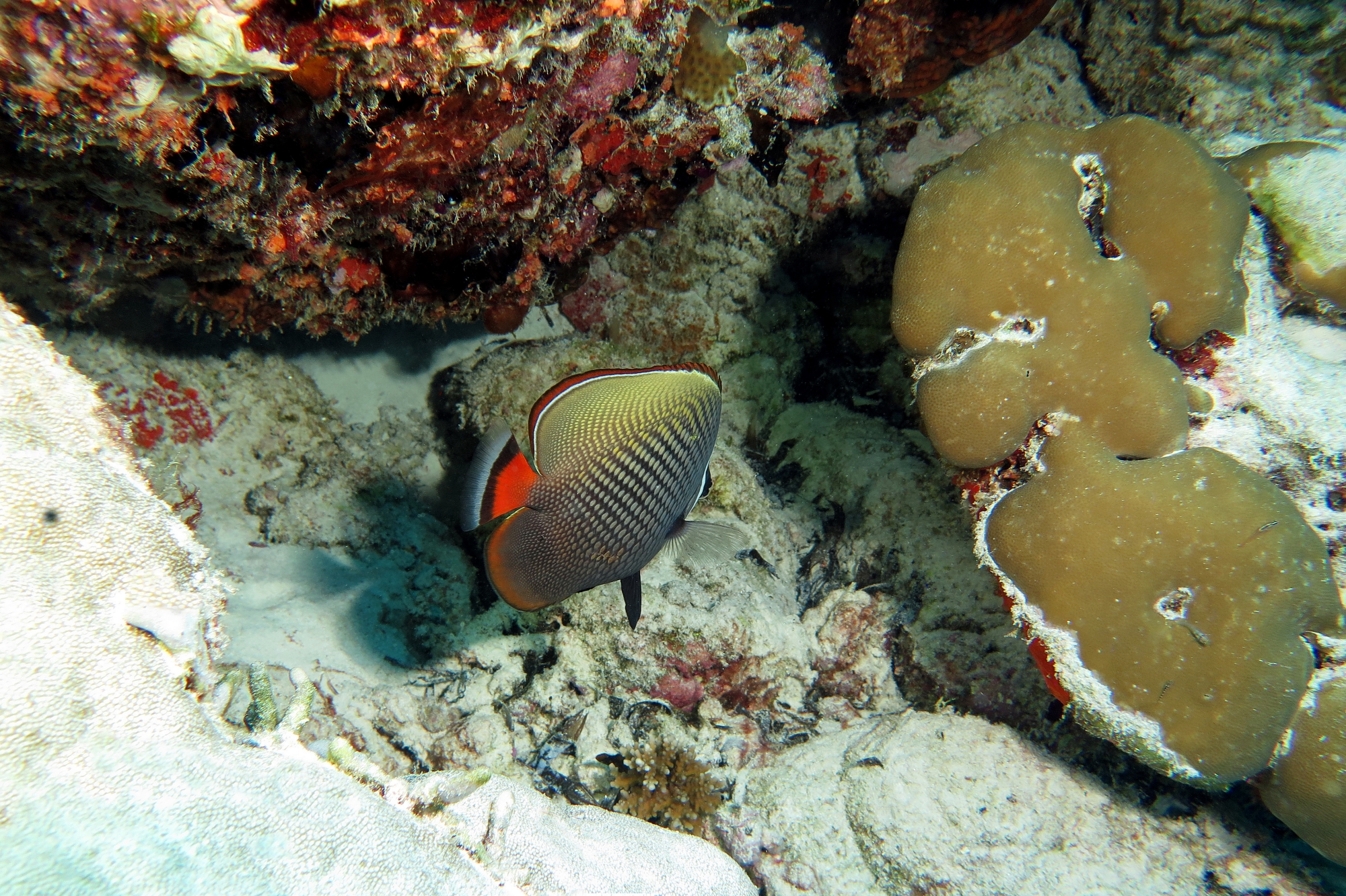 Chaetodon collare