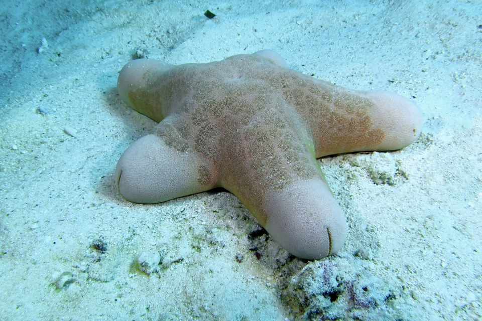 Choriaster granulatus
