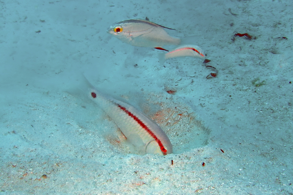Parupeneus barberinus, Scolopsis bilineata