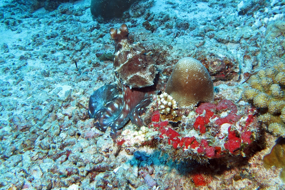 Octopus cyanea
