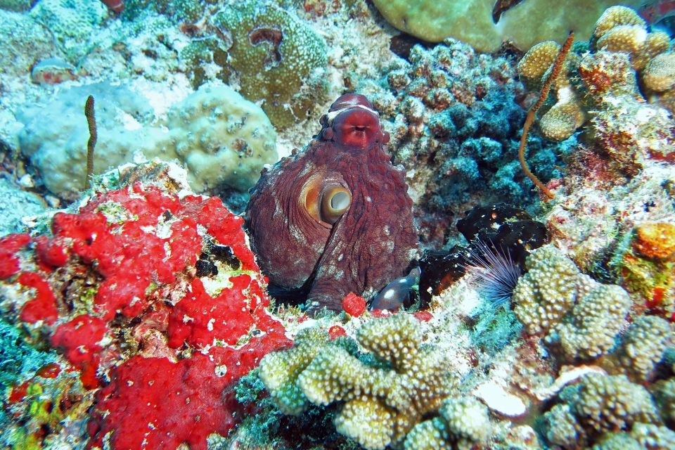 Octopus cyanea