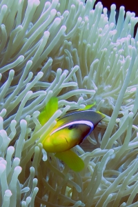 Amphiprion bicinctus