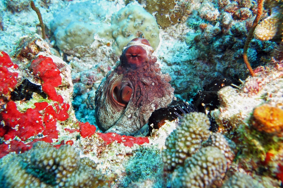 Octopus cyanea
