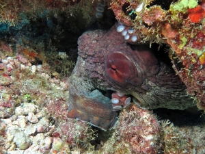 Octopus cyanea