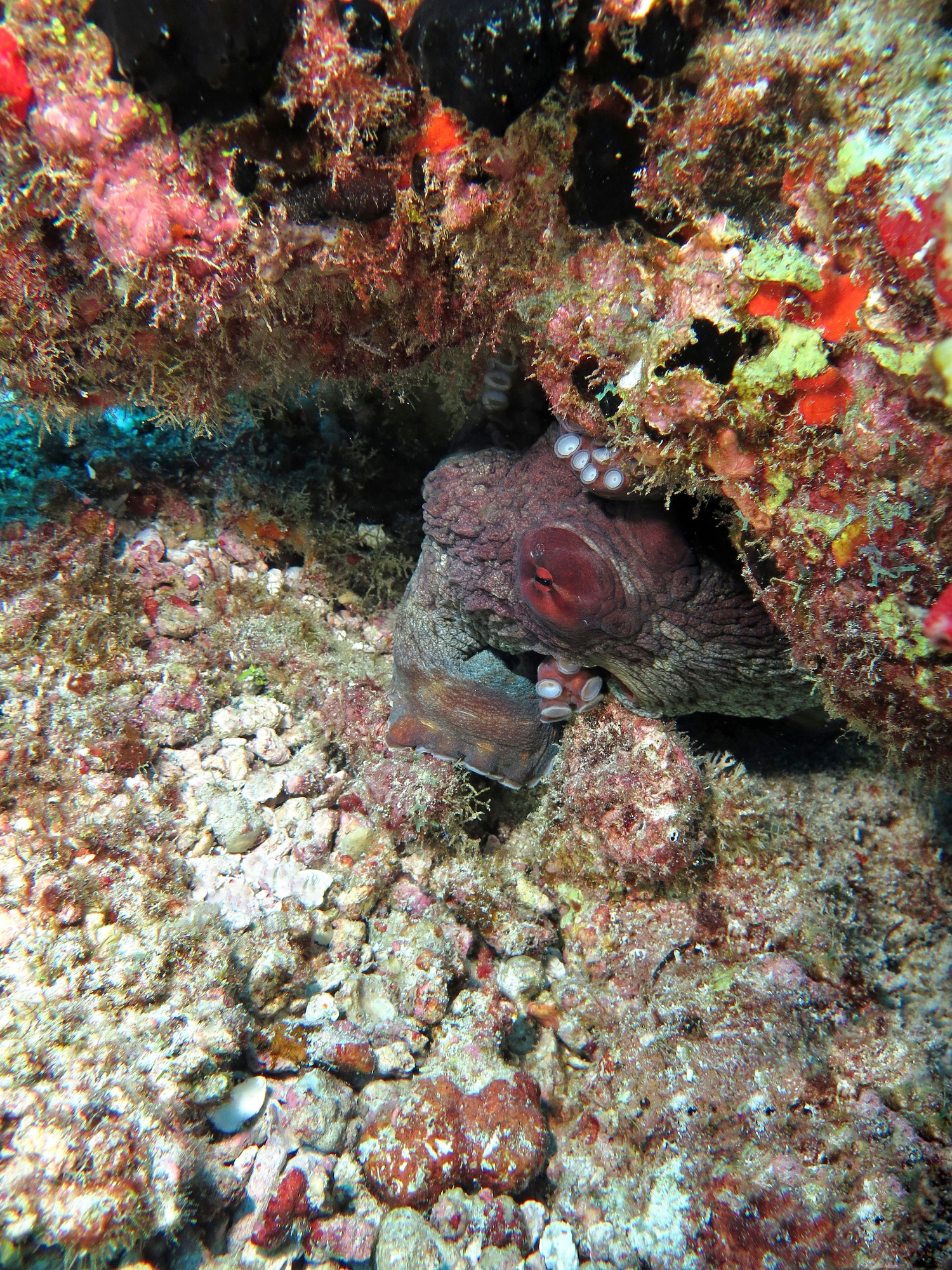 Octopus cyanea