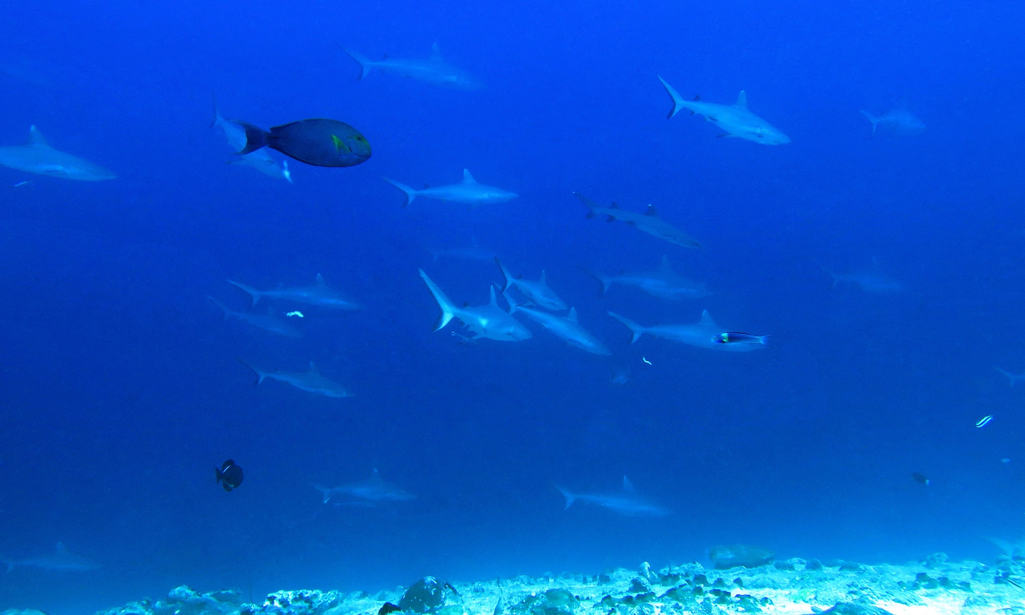 Carcharhinus amblyrhynchos, Triaenodon obesus, Acanthurus xanthopterus