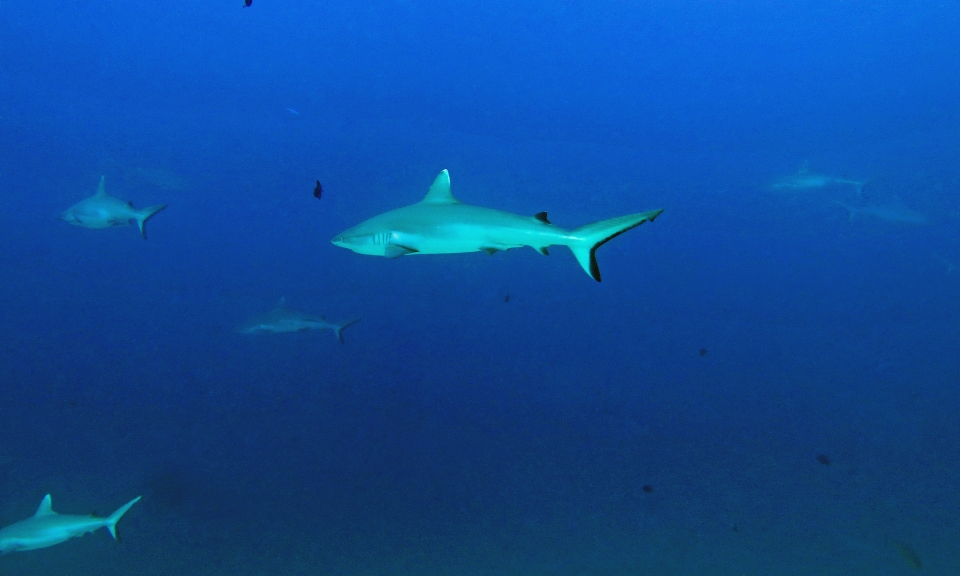 Carcharhinus amblyrhynchos