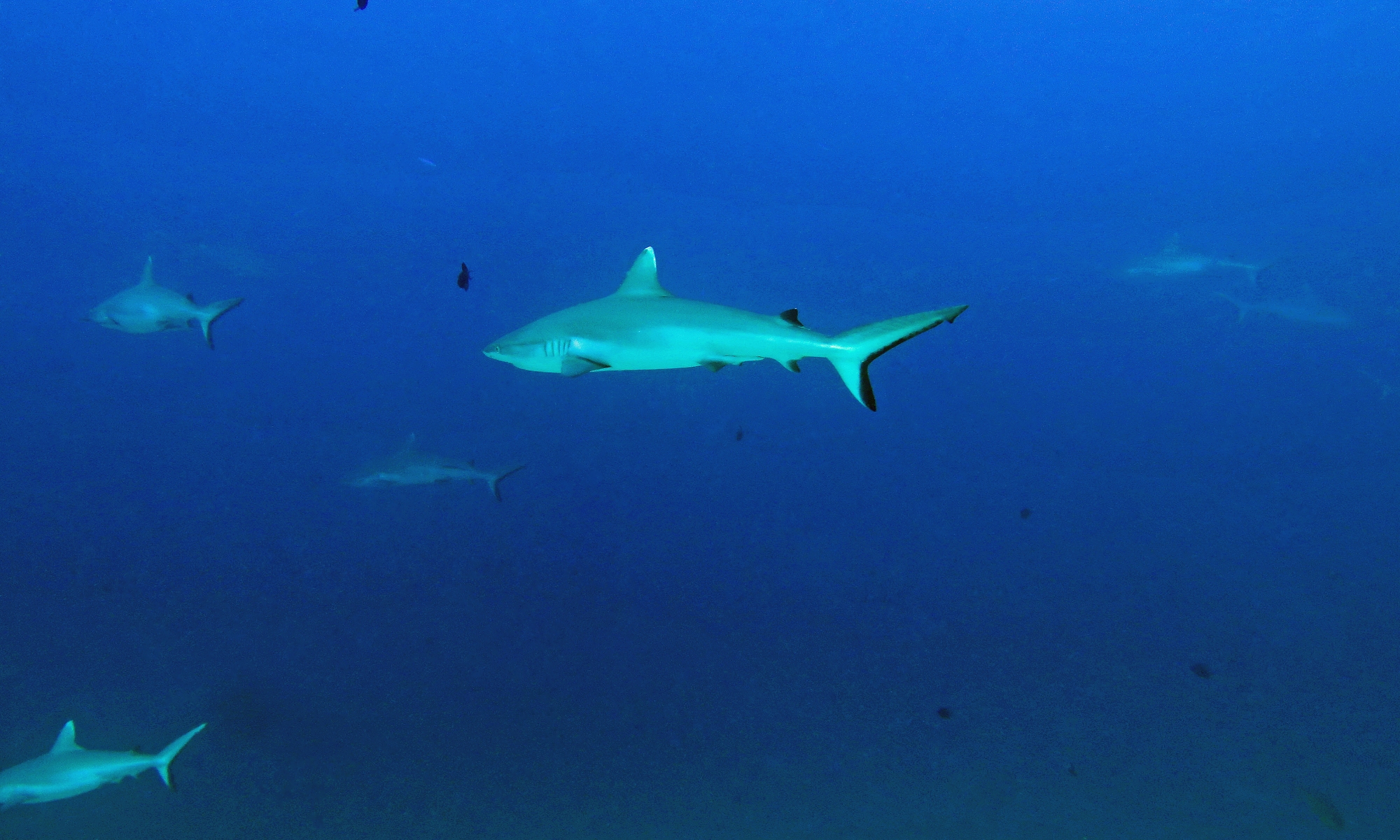 Carcharhinus amblyrhynchos