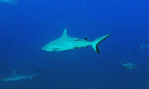 Carcharhinus amblyrhynchos, Echeneis naucrates