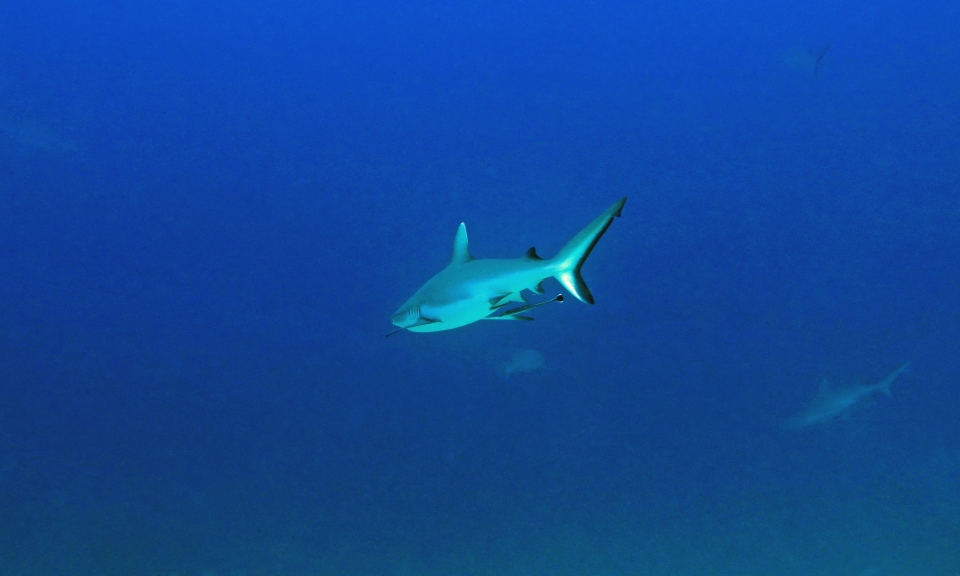 Carcharhinus amblyrhynchos, Echeneis naucrates