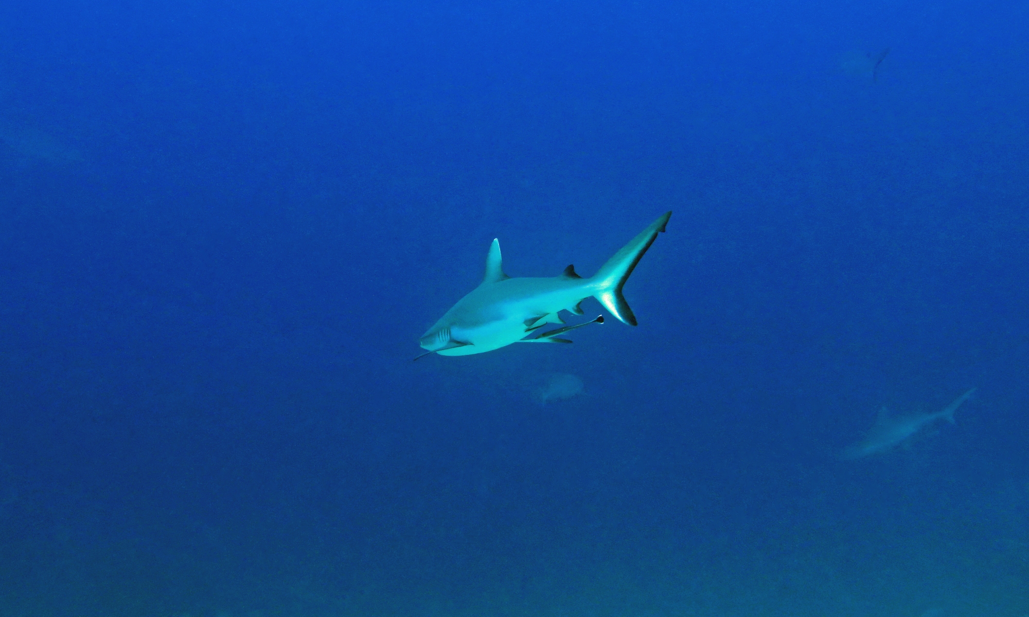 Carcharhinus amblyrhynchos, Echeneis naucrates