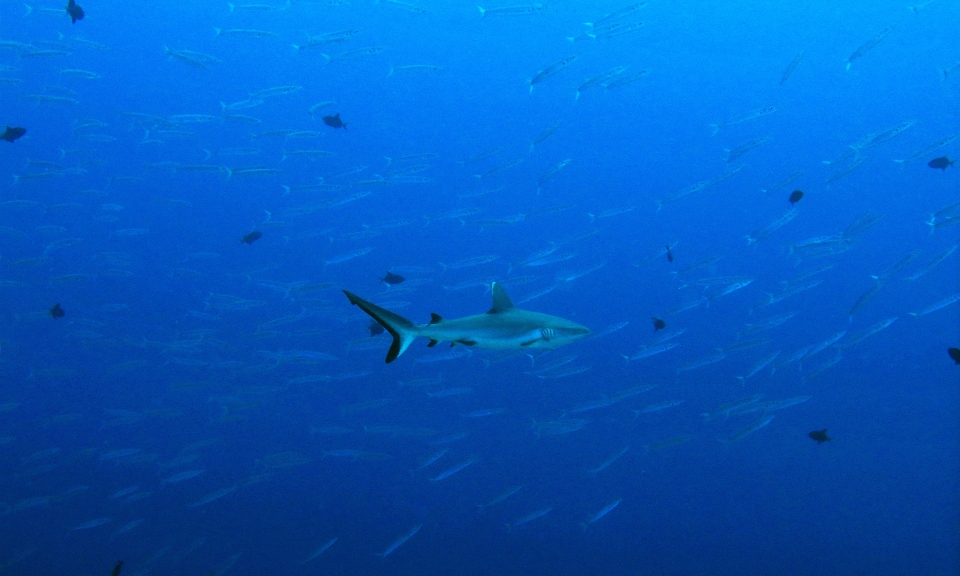 Carcharhinus amblyrhynchos, Sphyraena forsteri