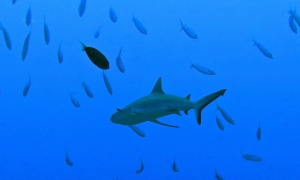 Carcharhinus amblyrhynchos, Sphyraena forsteri