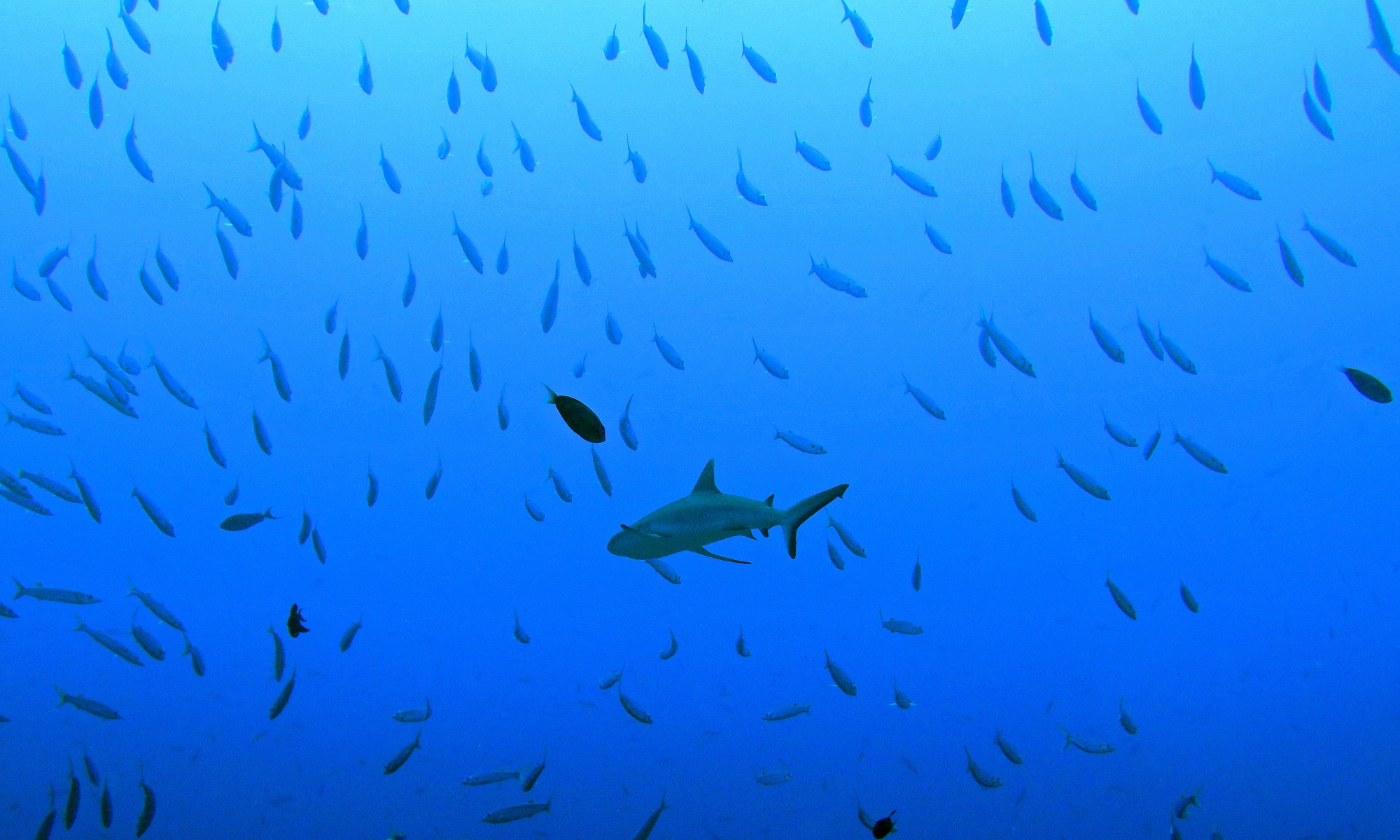 Carcharhinus amblyrhynchos, Sphyraena forsteri