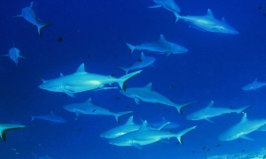 Carcharhinus amblyrhynchos, Echeneis naucrates