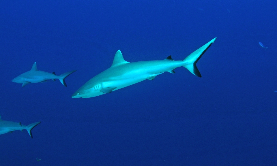 Carcharhinus amblyrhynchos