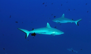 Carcharhinus amblyrhynchos, Echeneis naucrates