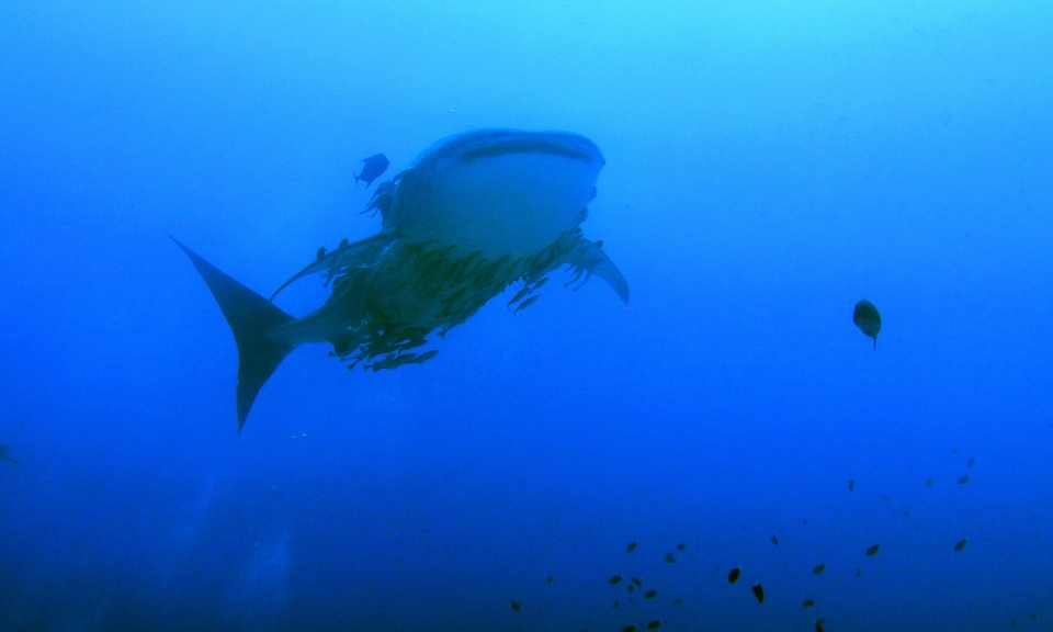 Rhincodon typus, Echeneis naucrates