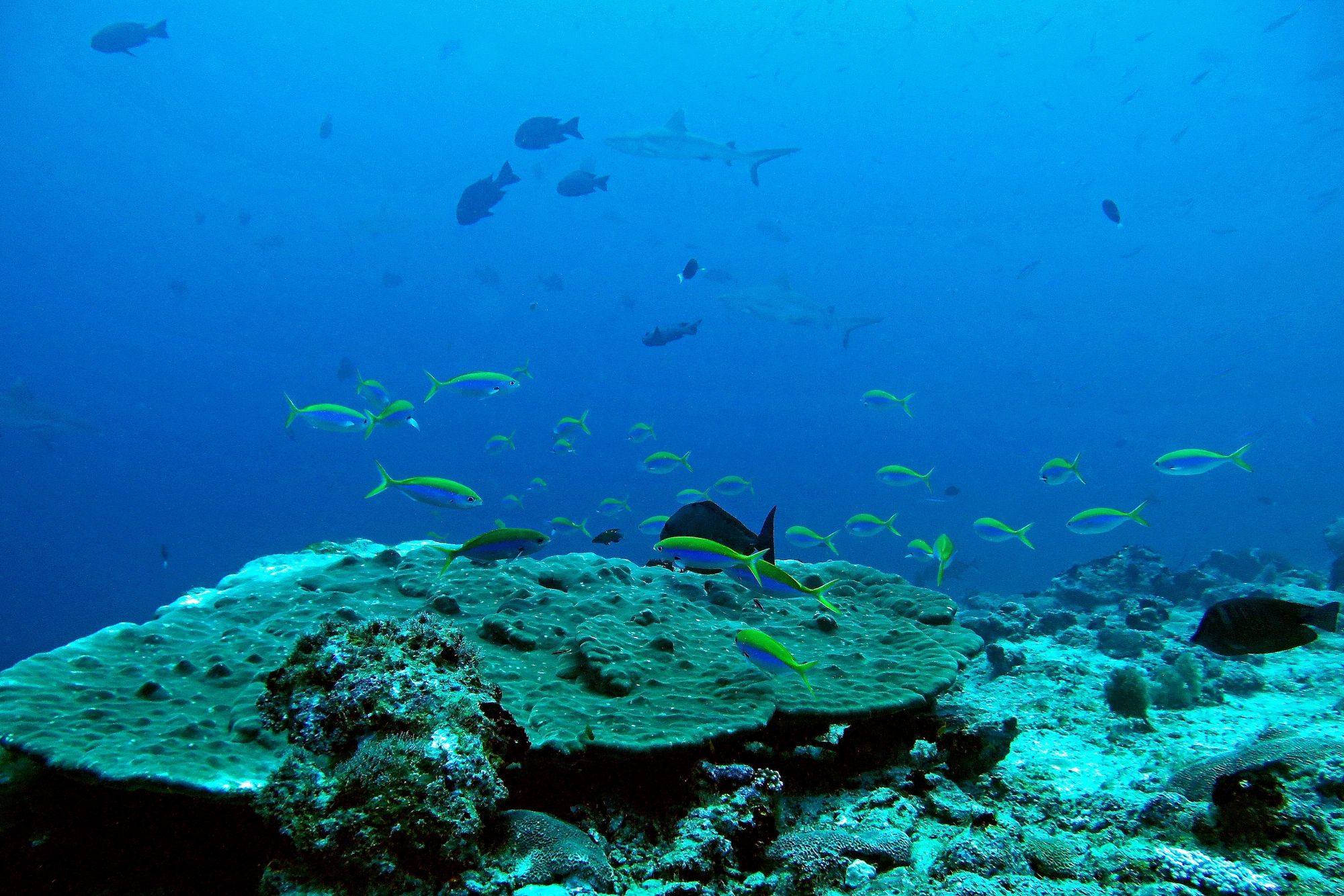 Caesio xanthonota, Carcharhinus amblyrhynchos