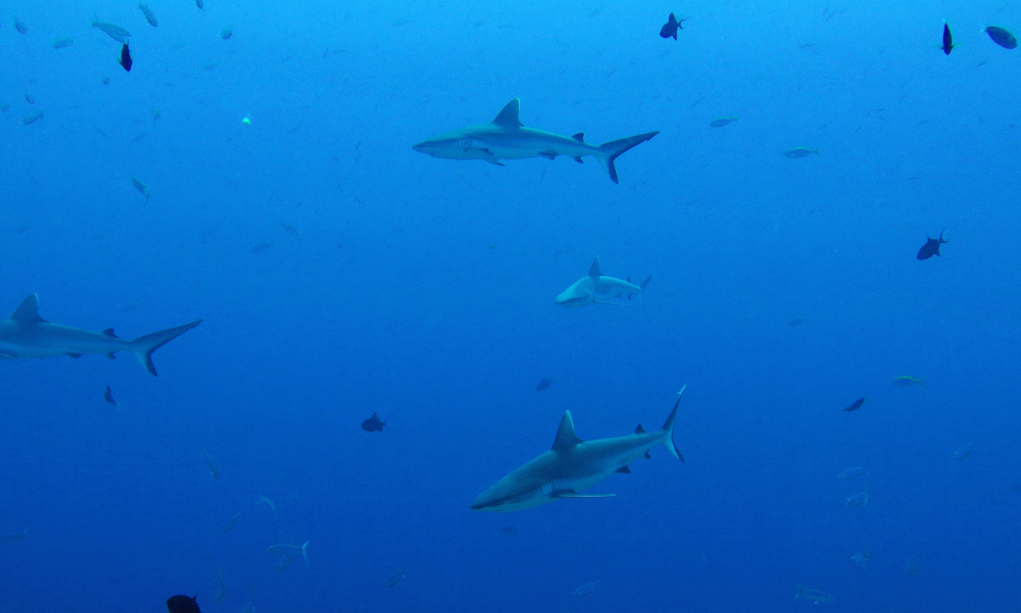 10 IMG_1332+ 8h12 Carcharhinus amblyrhynchos (2-2,50m, Requin gris de récif)